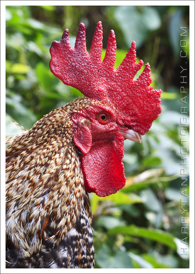 Crowned Rooster