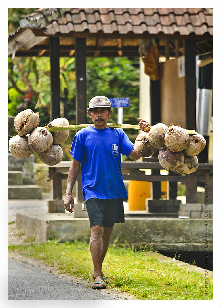 Coconut collector